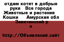 отдам котят в добрые руки - Все города Животные и растения » Кошки   . Амурская обл.,Завитинский р-н